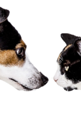 Hunden und Katzen