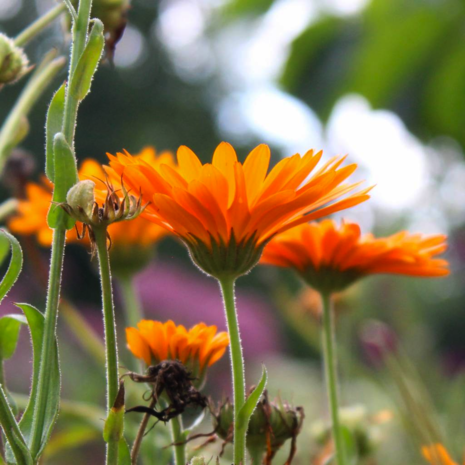 Biologische Calendulazeep