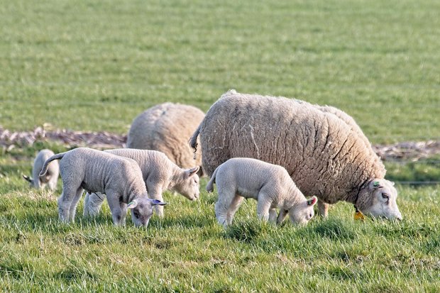 Schapen