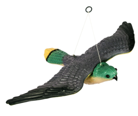 Falke mit ausgestreckten Flügeln